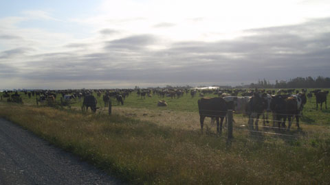 1000頭近い牛の大群