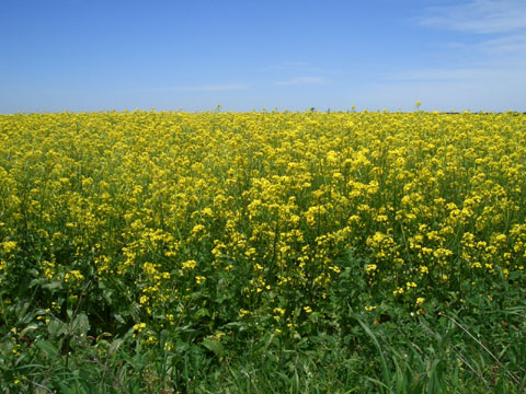 これでもかっていうくらいの菜の花畑